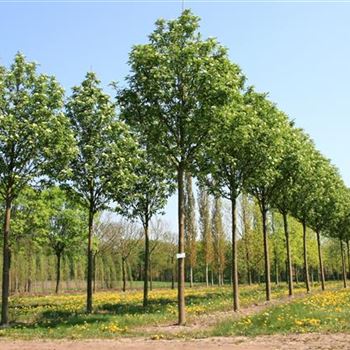 STFA_Sol_baum_5xv_150-200x30-35_500-700_G_WI371_26_04_07_17517.jpg
