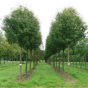 STFA_Sol_baum_5xv_200-300x35-40x500-700_G_WI371_2_20_08_08_26876.jpg