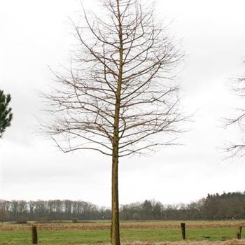 TDI_Sol_baum_5xv_STU35-40_R_ON1063_2_31_03_06_10148.jpg