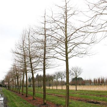 TDI_Sol_baum_5xv_STU35-40_R_ON1063_4_31_03_06_10150.jpg