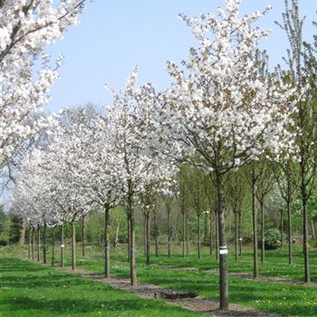 PSTHA_Sol_baum_5xv_200-300x40-45x400-500_R_BRE105_x_15_04_09_33237.jpg