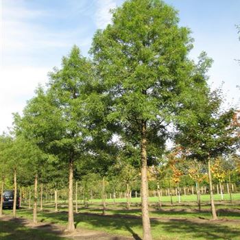 TDI_Sol_baum_5xv_40-45a_R-310_07_10_10_jh_35808.jpg