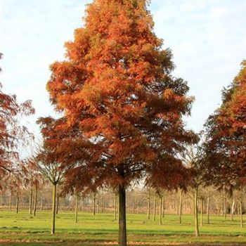 TDI_Sol_baum_5xv_STU45-50_STH200_R_ON1063_20_11_07_21224.jpg