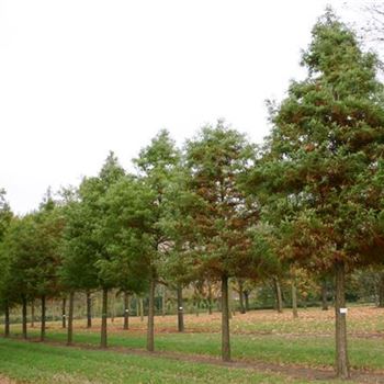 TDI_Sol_baum_5xv_STU45-50_R_BU1133_10_11_05_5882.jpg