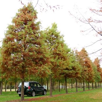 TDI_Sol_baum_6xv_STU60-70_R_BU1133_3_10_11_05_5884.jpg