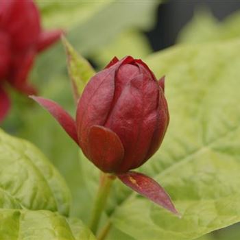 Sinocalycanthus_Hartlage_Wine_BR_R4.JPG