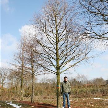 TDI_Sol_baum_7xv_STU60-70_STH180_Br400_Hoe700_R_BU1134_2_13_03_06_9340.jpg