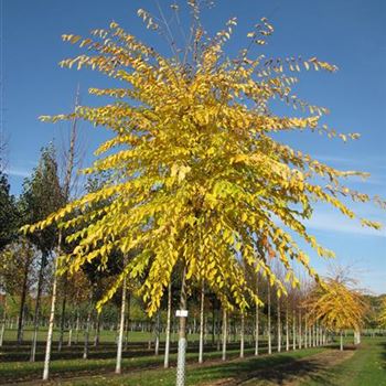 URSAGO_Sol_baum_4xv_150-200x25-30x400-500_R-243_26_10_15_jh_41902.jpg