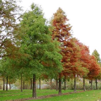 TDI_Sol_baum_6xv_STU60-70_R_BU1133_2_10_11_05_5883.jpg