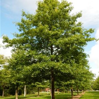 QPA_Sol_Baum_400-600x80-90x900-1200_STH250+_G-800_07_12_15_kd_41050.JPG