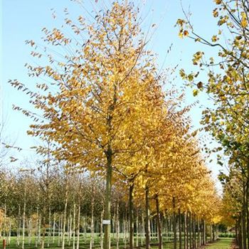 URSAGO_Sol_baum_4xv_15030500_R_POL_09_11_06_15461.jpg
