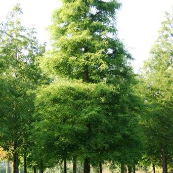 TDI_Sol_baum_6xv_STU60-70_R_BU1133_3_06_10_05_4698.jpg