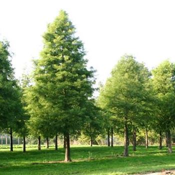 TDI_Sol_baum_6xv_STU60-70_R_BU1133_06_10_05_4700.jpg