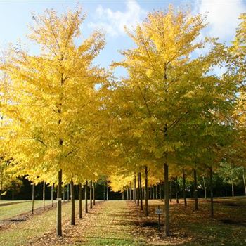 URSAGO_Sol_baum_6xv_200-300x40-45x500-700_Herbstlaub_R_HI-HM1036_3_09_10_08_25664.jpg
