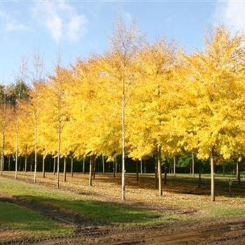 URSAGO_Sol_baum_6xv_200-300x40-45x500-700_Herbstlaub_R_HI-HM1036_09_10_08_25620.jpg