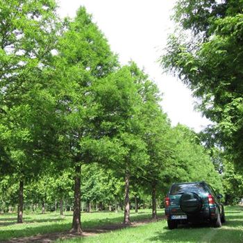 TDI_Sol_baum_6xv_STU70-80_R_BU_5_29_07_10_35073.jpg