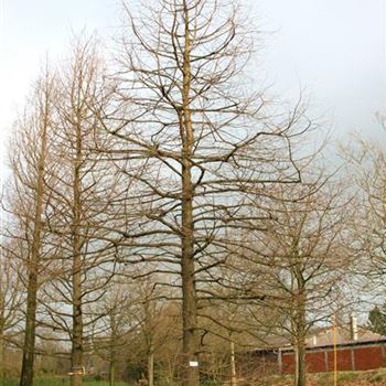 TDI_Sol_baum_7xv_STU80-90_R_BU1134_29_01_07_15681.jpg