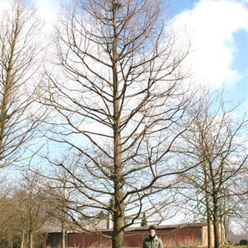 TDI_Sol_baum_8xv_STU100-120_STH140_Br500_Hoe1000_R_BU1133_2_13_03_06_9344.jpg