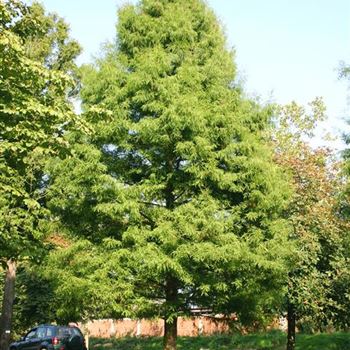 TDI_Sol_baum_7xv_STU100-120_R_BU1134_2_06_10_05_4701.jpg