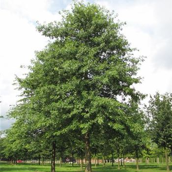 QPA_Sol_baum_8xv_400-600x80-90x900-1200_G-808_09_09_13_jh_38258.jpg