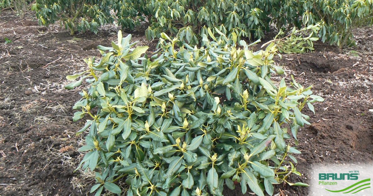 Rhododendron 'Abba' von Bruns Pflanzen