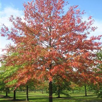 QPA_Sol_baum_8xv_600-800x100-120x900-1200_STH280_G_ESCH_M_Brietzke_01_10_08_25534.jpg