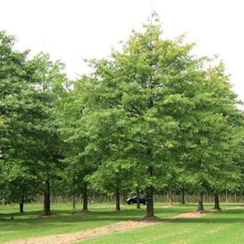 QPA_Sol_baum_8xv_400-600x100-120x900-1200_G_ESCH_14_08_07_19398.jpg