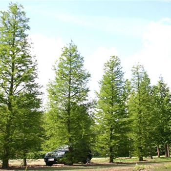 TDI_Sol_7xv_700-800_R_BO1354_4_01_06_05_1263.jpg