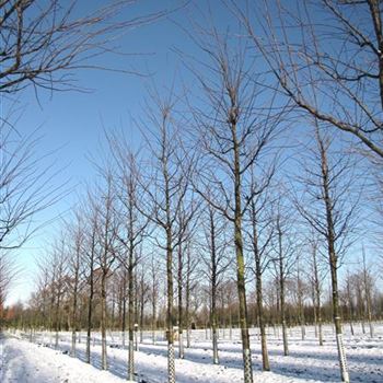 PACC_Sol_baum_4xv_150-200x20-25x400-500_R-1073_06_12_12_jh_38691.jpg