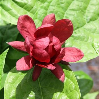 Sinocalycanthus_Hartlage_Wine_BR_R1.jpg