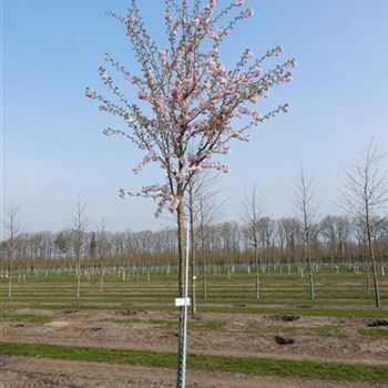 PACC_Sol_baum_4xv_150-200x25-30x400-500_R-80_14_04_15_kd_41599.jpg