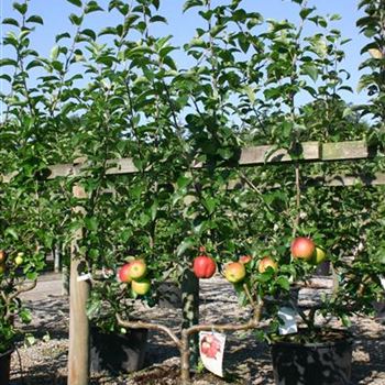 Malus_Pomme_de_Moissons_Spalier_Doppel_U_Co_CO2_04_08_04.jpg
