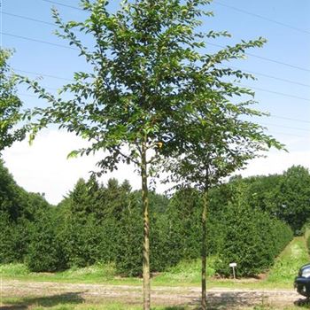 PACC_Sol_baum_5xv_200-300x25-30x400-500_R_HO1151_15_07_09_29978.jpg