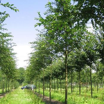 PACC_Sol_baum_5xv_200-300x25-30x400-500_R_HO1151_2_15_07_09_29977.jpg