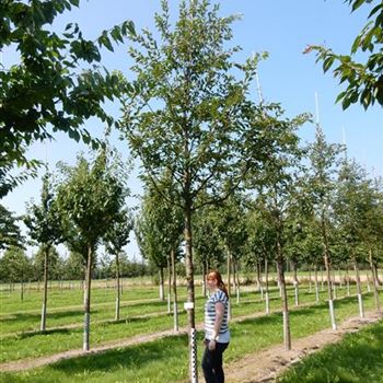 PACC_Sol_baum_5xv_200-300x30-35x400-500_R-550_13_08_15_nn_41600.jpg
