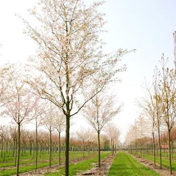 PACC_Sol_baum_5xv_200-300x30-35x400-500_R_GE-HM1083_2_16_04_04_26520.jpg