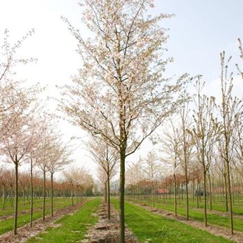PACC_Sol_baum_5xv_200-300x30-35x400-500_R_GE-HM1083_16_04_04_26488.jpg