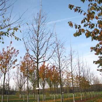 PACC_Sol_baum_5xv_200-300x30-35x500-700_R-550_03_11_15_jh_41601.jpg