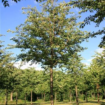 PACC_Sol_baum_5xv_200-300x35-40x500-700_R_BRE106_28_06_07_18776.jpg