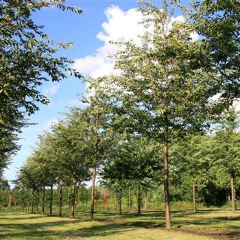 PACC_Sol_baum_5xv_200-300x35-40x500-700_R_BRE106_2_28_06_07_18775.jpg