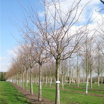 PACC_Sol_baum_5xv_200-300x40-45x500-700_R_WE547_31_03_10_34137.jpg
