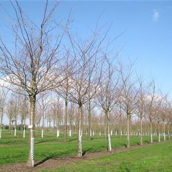 PACC_Sol_baum_5xv_200-300x40-45x500-700_R_WE547_2_31_03_10_34136.jpg
