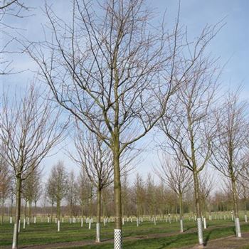PACC_Sol_baum_5xv_200-300x40-45x500-700_R-560_27_02_14_jh_40443.jpg