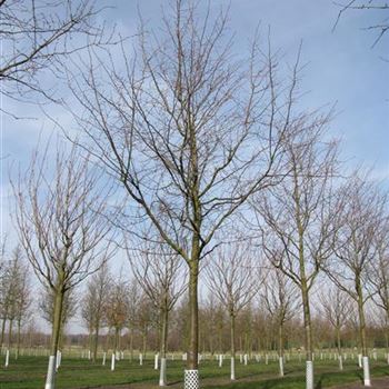 PACC_Sol_baum_5xv_200-300x45-50x500-700_R-560_27_02_14_jh_40444.jpg