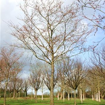 PACC_Sol_baum_6xv_300x50-60x500-700_R_BU1130_20_03_07_16678.jpg