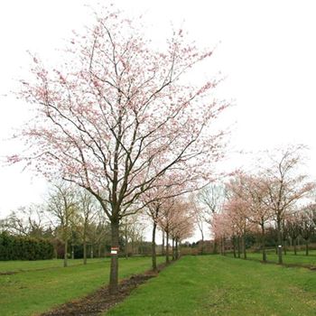 PACC_Sol_baum_6xv_200-300x60-70x500-700_R_BU1130_2_03_04_08_22907.jpg
