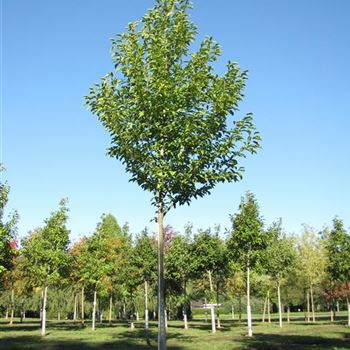 MKO_Sol_baum_5xv_150-200x25-30x400-500_R-1135_29_09_20_jh_35602.jpg