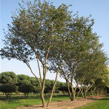 PACC_Schirmform_7xv_300-400x450-500_O-612_17_09_14_jh_40442.jpg