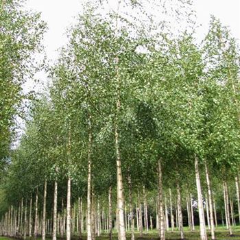 BPE_Sol_baum_4xv_150-200x25-30x400-500a_G-1106_16_09_10_jh_35463.jpg