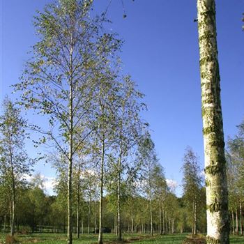BPE_Sol_baum_5xv_200-300x-30-35x500-700_G_WI501_2_14_10_09_31595.jpg